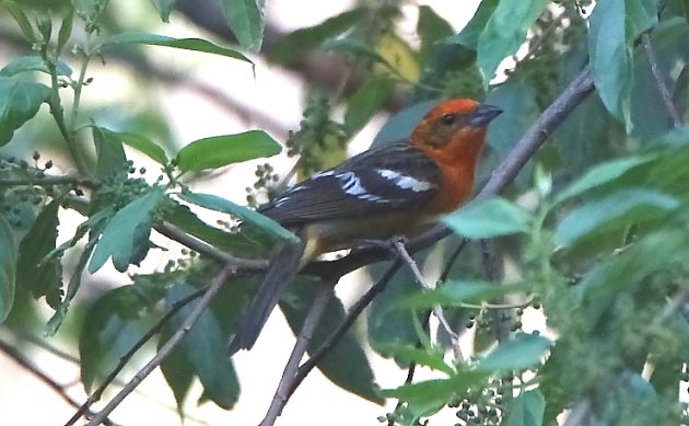 Animalstuffstore Flame-colored-Tanager-male-1-630x389 Altering of the Guard – 10,000 Birds Bird  