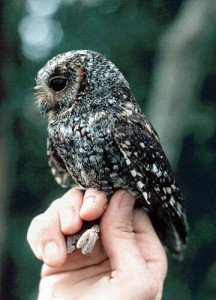Flammulated Owl in hand