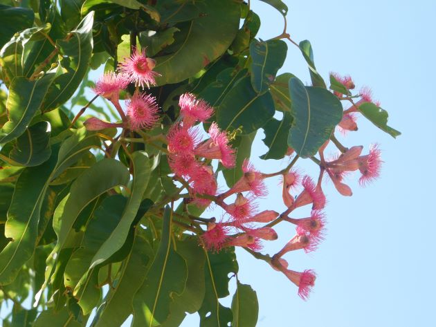 Animalstuffstore Flowering-gum Broome’s Poinciana bushes – 10,000 Birds Bird  