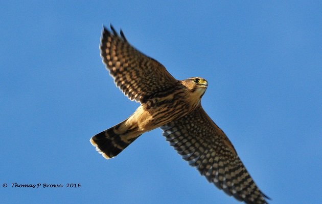 flying-merlin