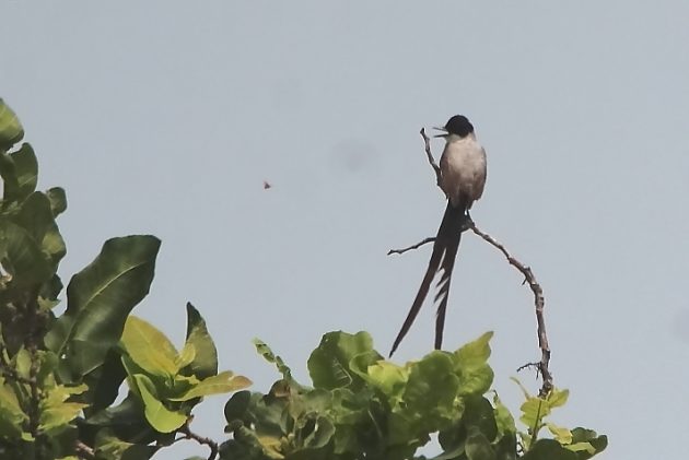Animalstuffstore Fork-tailed-Flycatcher-Jonuta-Road-May-2023-630x421 Birding Jonuta Highway, in Tabasco, Mexico – 10,000 Birds Bird  