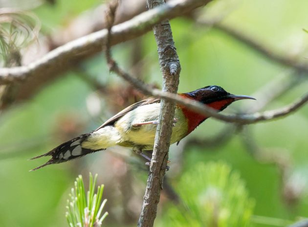 Animalstuffstore Fork-tailed-Sunbird_DSC3921-Wuyuan-May-2017-630x464 Birding Wuyuan, China – 10,000 Birds Bird  