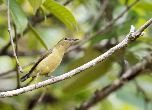 Animalstuffstore Fork-tailed-Sunbird_DSC4442-Wuyuan-May-2017-630x457 Birding Wuyuan, China – 10,000 Birds Bird  