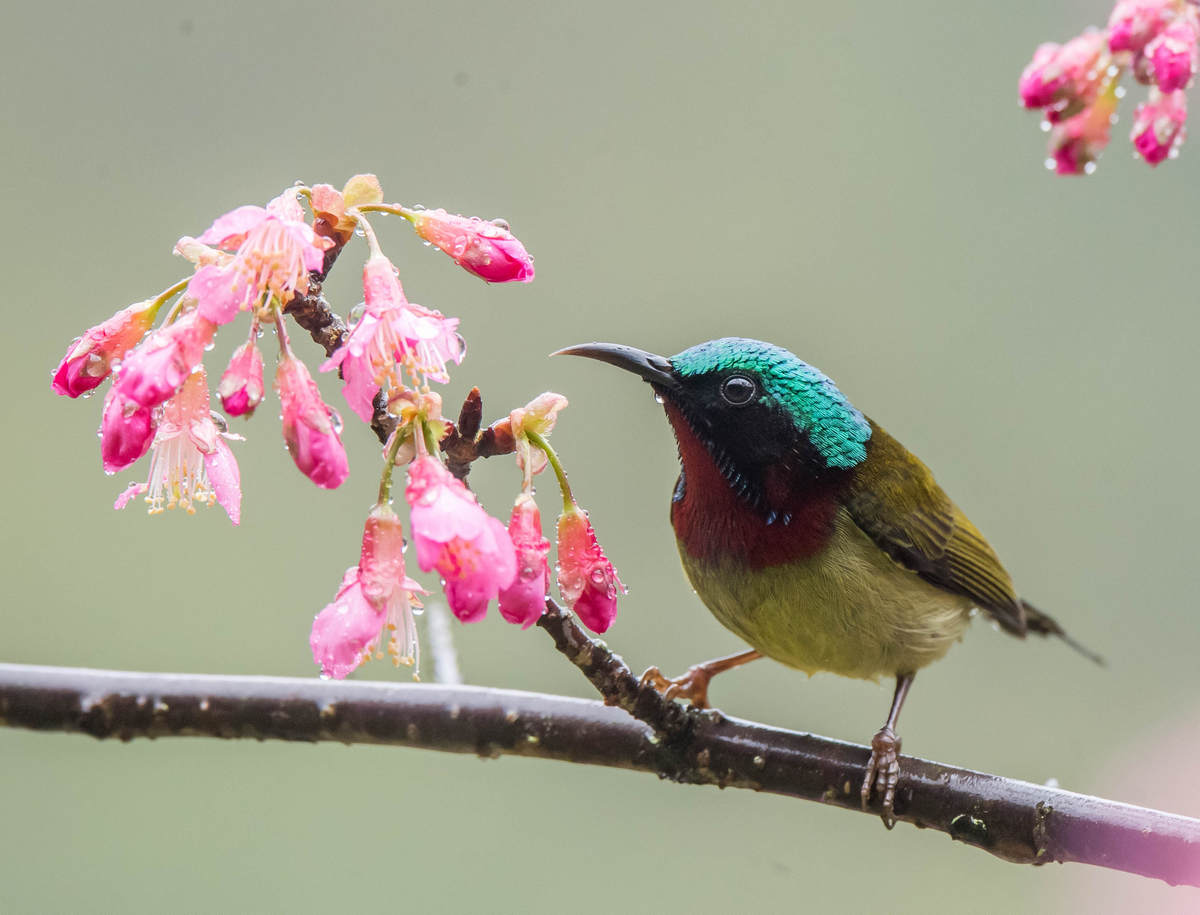 Birding Fuzhou National Forest Park - 10,000 Birds