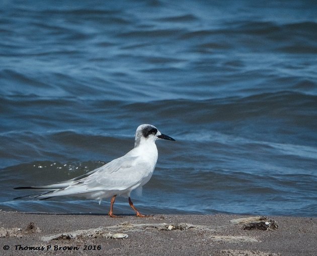 forrester-terns-2