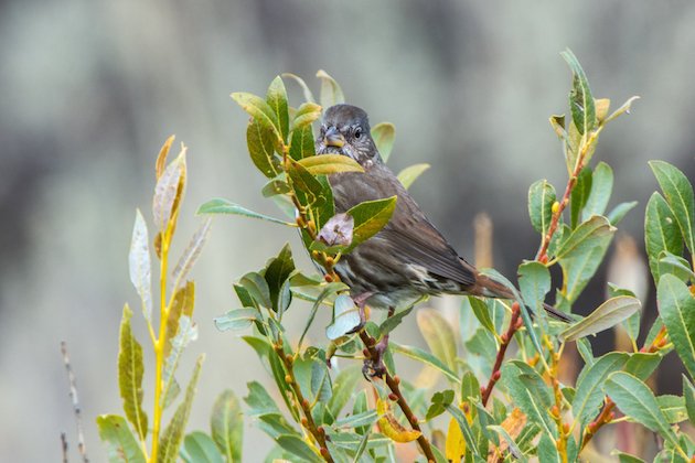 Fox Sparrow