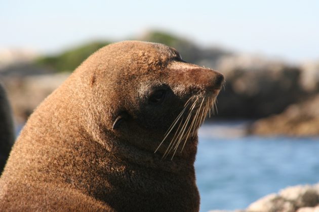 fur-seal