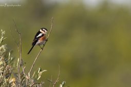 Birding Lake Kerkini, Greece: Three Lazy Days