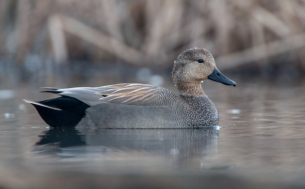 Gadwall Drake