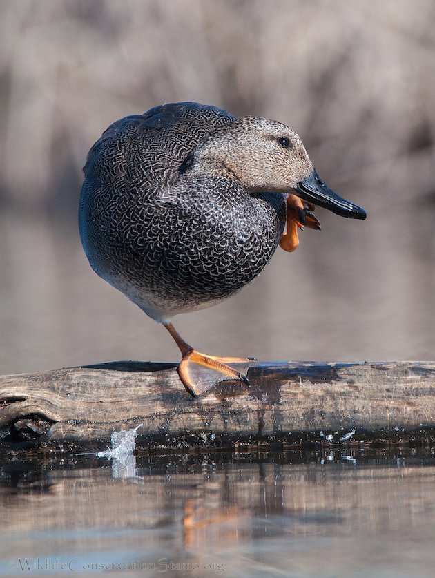 Gadwall Drake