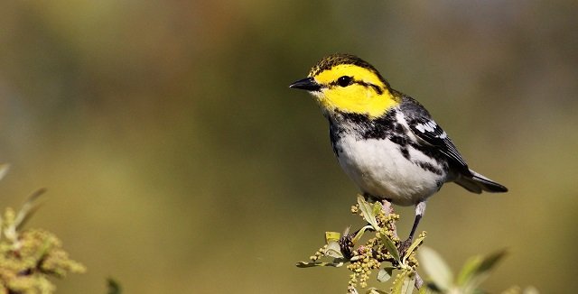 Golden-cheeked Warbler by Cameron Rutt