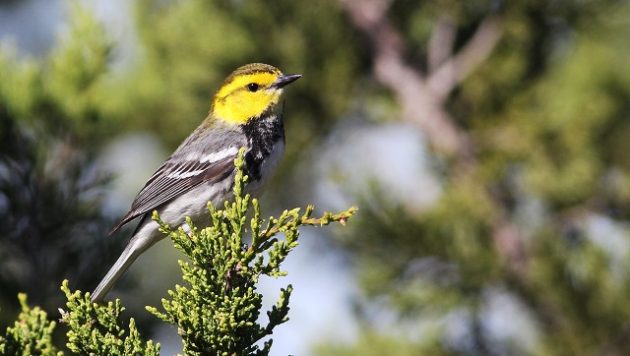 Golden-cheeked Warbler by Cameron Rutt