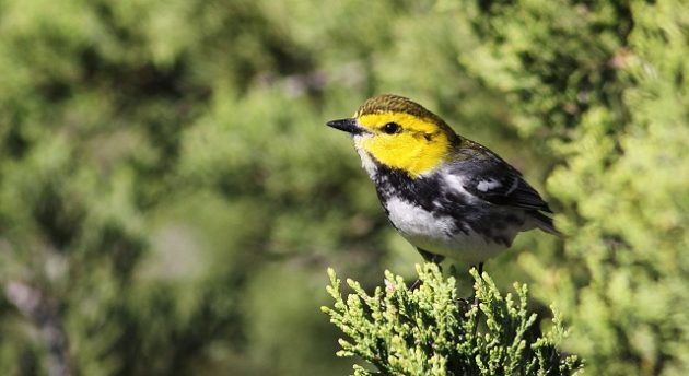 Golden-cheeked Warbler by Cameron Rutt