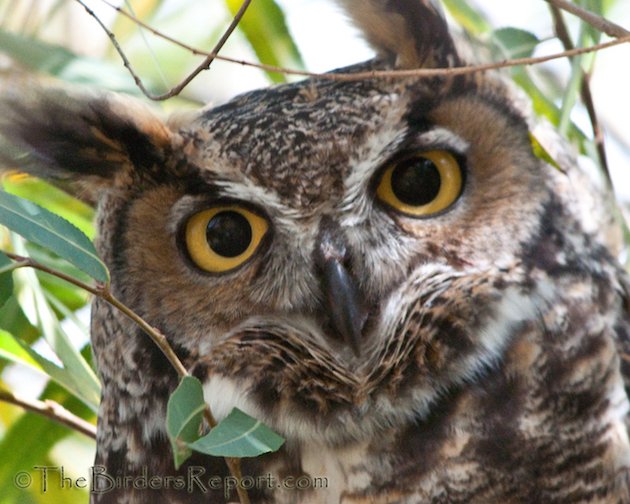 Great-horned Owl