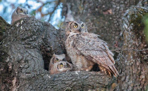 Great Horned Owl with Owlets