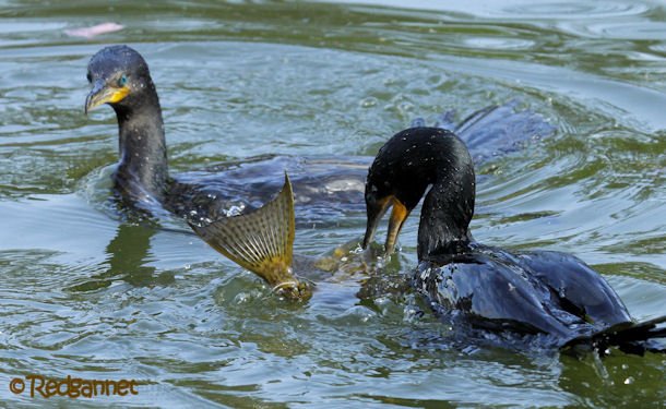 GRU 03Jul16 Neotropic Cormorant 06