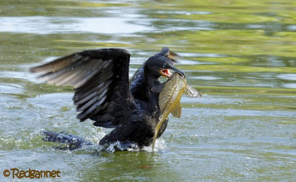 GRU 03Jul16 Neotropic Cormorant 09