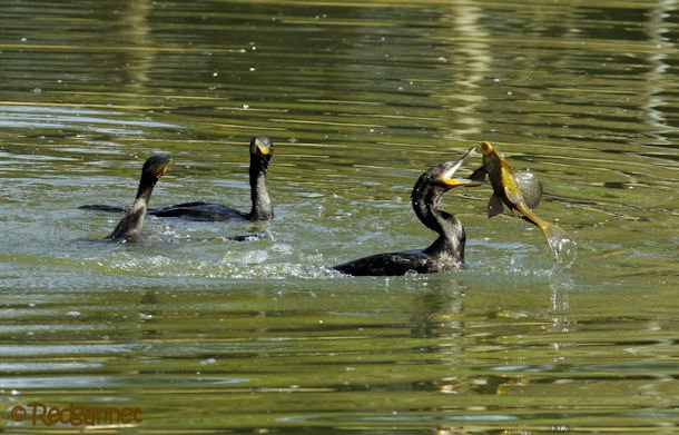 GRU 03Jul16 Neotropic Cormorant 11