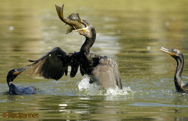 GRU 03Jul16 Neotropic Cormorant 20