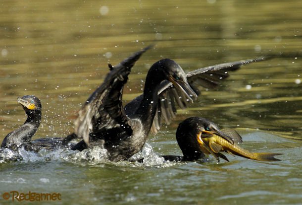 GRU 03Jul16 Neotropic Cormorant 21