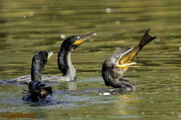 GRU 03Jul16 Neotropic Cormorant 23