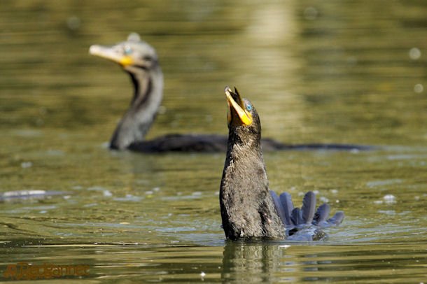 GRU 03Jul16 Neotropic Cormorant 27