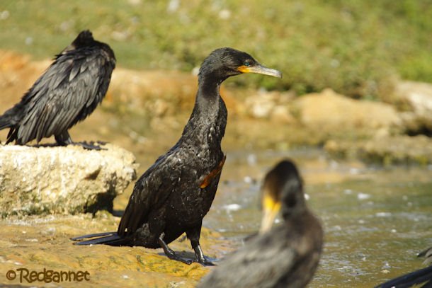 GRU 03Jul16 Neotropic Cormorant 29