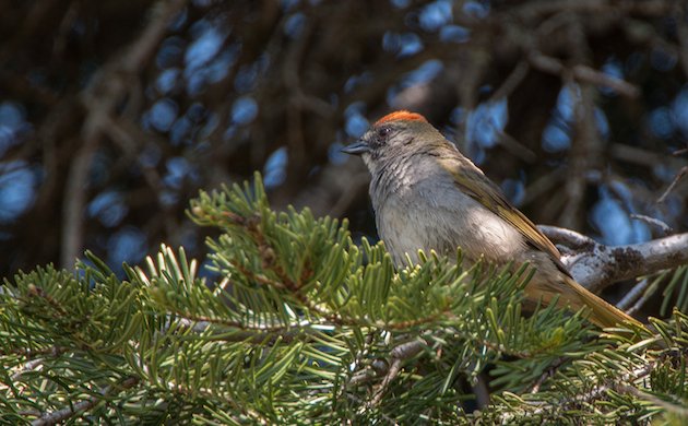 Green-tailed Towhee