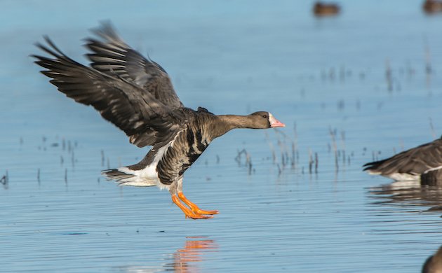 Greater White-fronted Goose