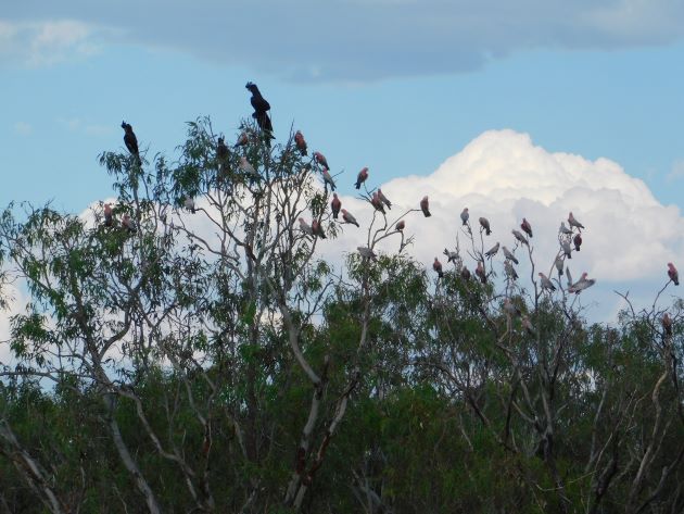 Animalstuffstore Galahs-and-Red-tailed-Black-Cockatoos Bush telly in Australia – 10,000 Birds Bird  