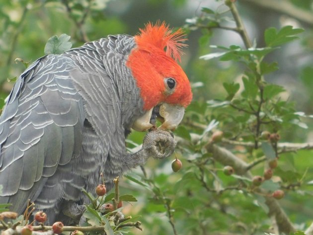 Animalstuffstore Gang-gang-Cockatoo-feeding-5 The place may you go birding in Australia in 2023? – 10,000 Birds Bird  