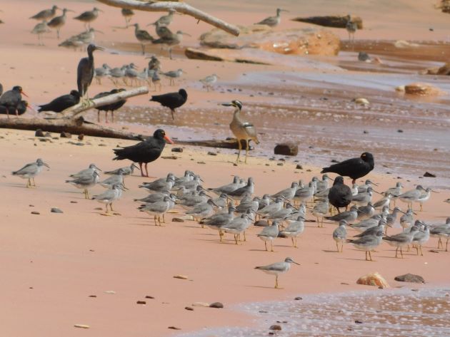 Animalstuffstore Gantheaume-Point-birds-1 Gantheaume Level after an enormous tide – 10,000 Birds Bird  