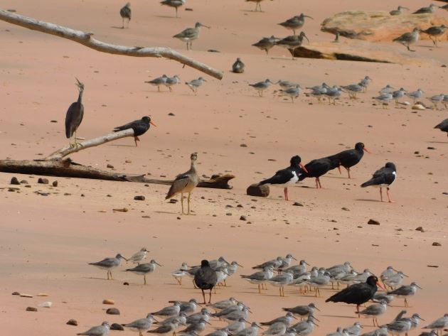 Animalstuffstore Gantheaume-Point-birds-13 Gantheaume Level after an enormous tide – 10,000 Birds Bird  