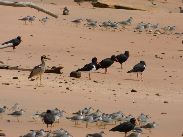 Animalstuffstore Gantheaume-Point-birds-14 Gantheaume Level after an enormous tide – 10,000 Birds Bird  