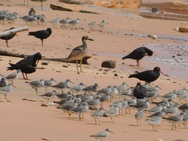 Animalstuffstore Gantheaume-Point-birds-4 Gantheaume Level after an enormous tide – 10,000 Birds Bird  