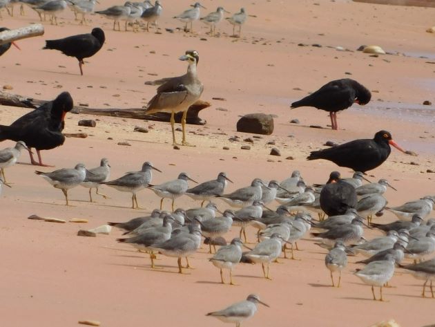 Animalstuffstore Gantheaume-Point-birds-5 Gantheaume Level after an enormous tide – 10,000 Birds Bird  