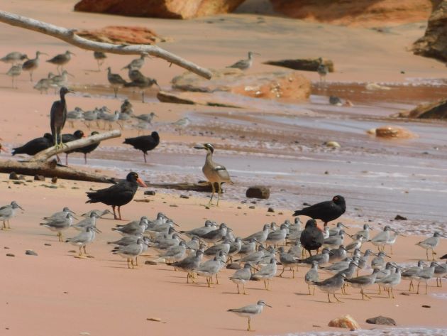 Animalstuffstore Gantheaume-Point-birds Gantheaume Level after an enormous tide – 10,000 Birds Bird  