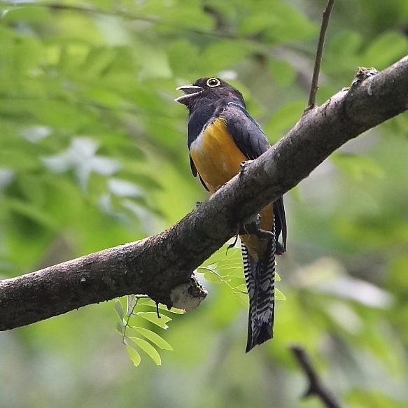 Animalstuffstore Gartered-Trogon-calling Lastly, the Rainforest – 10,000 Birds Bird  