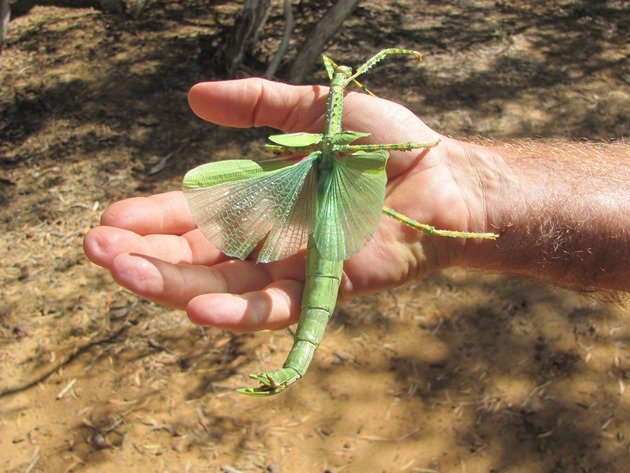 Giant Phasmid (2)