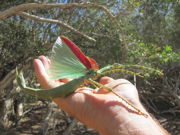 Giant Phasmid (3)