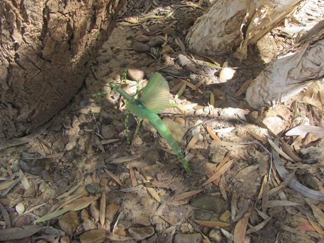 Giant Phasmid