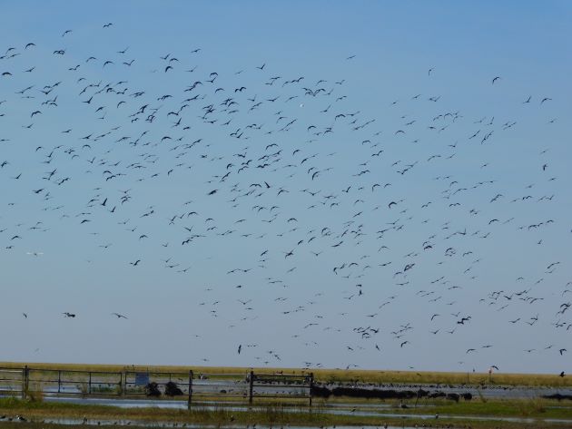 Animalstuffstore Glossy-Ibis-1-1 Floodwaters receding throughout Roebuck Plains – 10,000 Birds Bird  