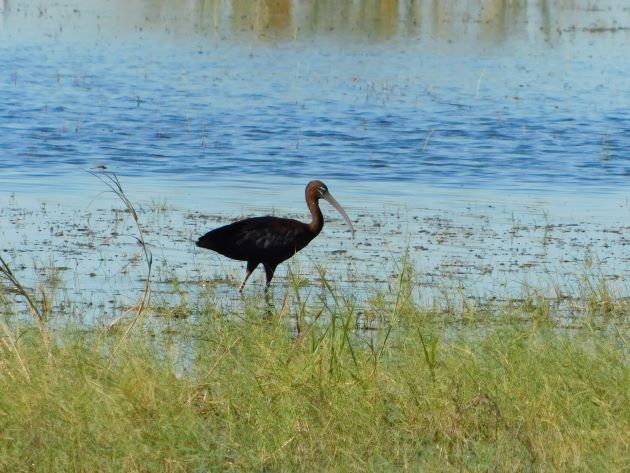 Animalstuffstore Glossy-Ibis-13 Pure occasions in Broome – 10,000 Birds Bird  