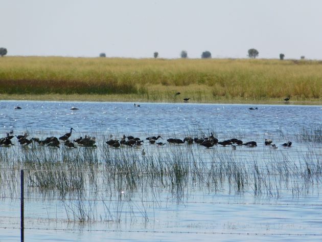 Animalstuffstore Glossy-Ibis-14 Floodwaters receding throughout Roebuck Plains – 10,000 Birds Bird  