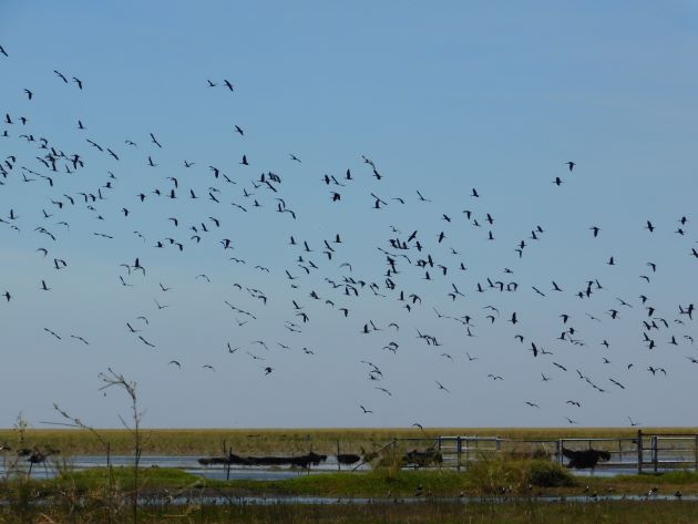 Animalstuffstore Glossy-Ibis-2-1 Floodwaters receding throughout Roebuck Plains – 10,000 Birds Bird  