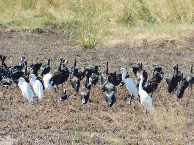 Animalstuffstore Glossy-Ibis-and-Egrets-1-1 Floodwaters receding throughout Roebuck Plains – 10,000 Birds Bird  