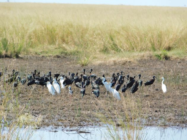 Animalstuffstore Glossy-Ibis-and-Egrets-1 Floodwaters receding throughout Roebuck Plains – 10,000 Birds Bird  
