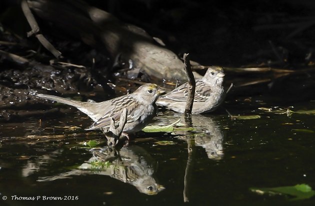 gold-crowned-sparrows