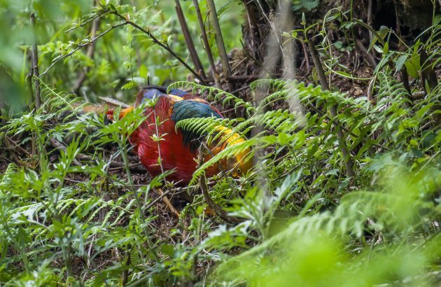 The Golden Pheasant - 10,000 Birds