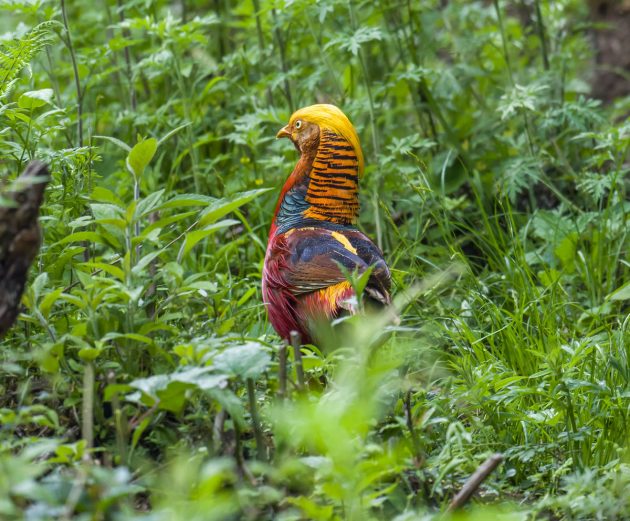 Golden Pheasant - Carolina Avian Research and Education